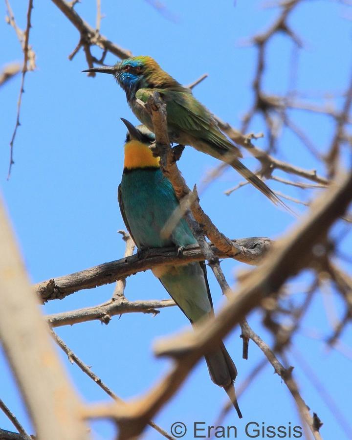 Jordan Valley Birding Lodge Kefar Ruppin Exterior foto