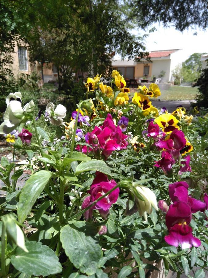 Jordan Valley Birding Lodge Kefar Ruppin Exterior foto
